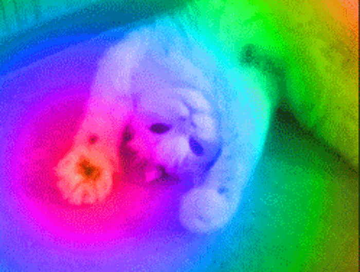 Look-deep-my-rainbow-paws.gif