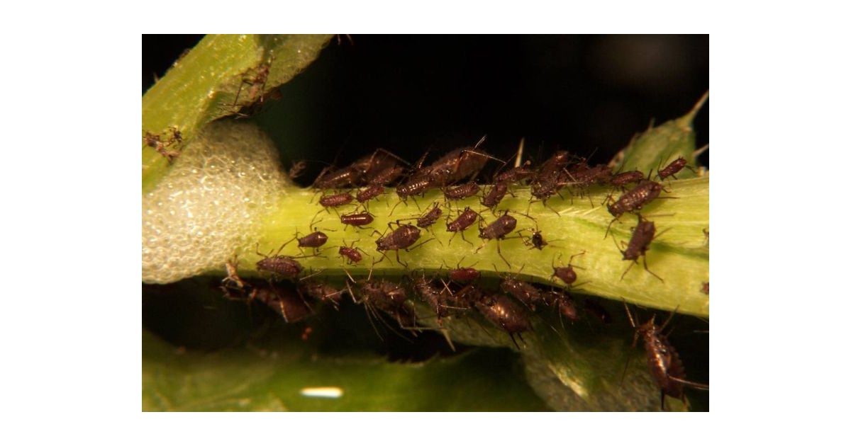HowTo Homemade Aphid Spray POPSUGAR Home