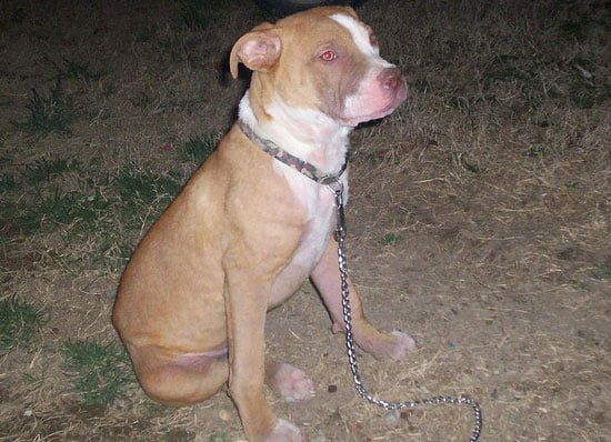Mange Treatment - How I Cured My Dog From Mange and Mites ...