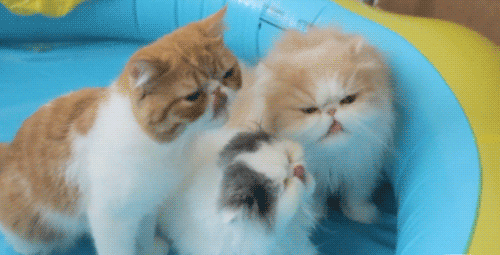 Cats in a choir. In a pool. With no water. Meow! The 47 Best Cat GIFs