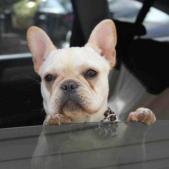 Dogs and Cats in Cars Pictures POPSUGAR Pets