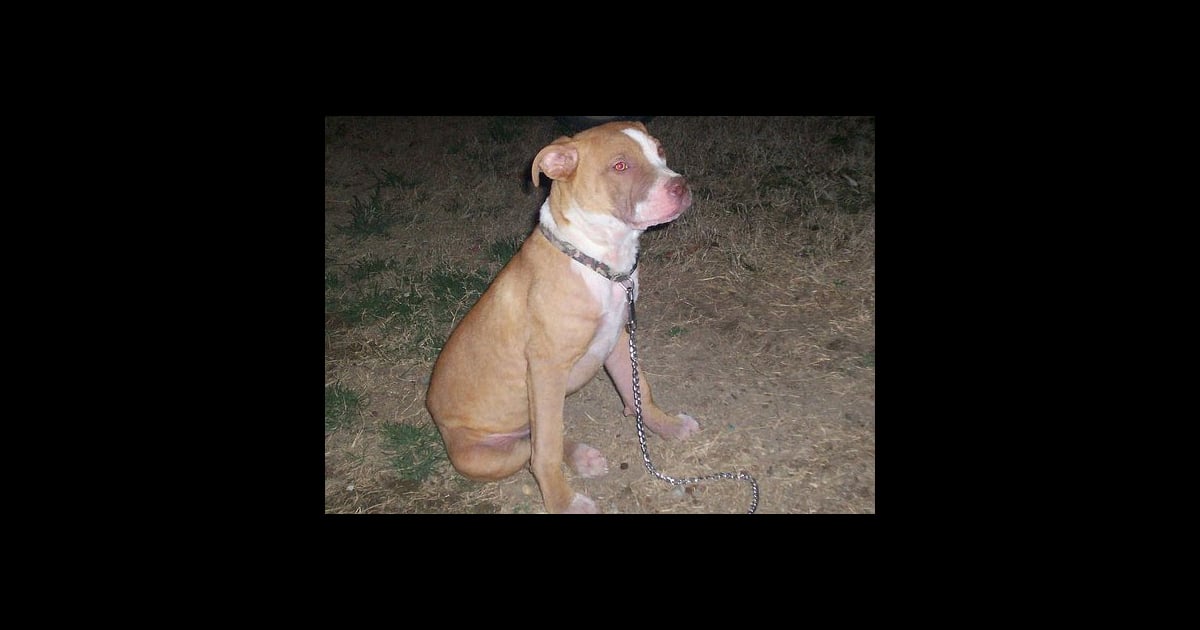 Dogs Mange Pics - Operation18 - Truckers Social Media ...