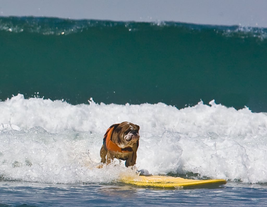 Peek Inside the 2010 Surf Dogs Calendar! POPSUGAR Pets