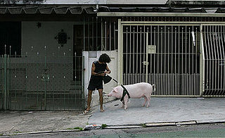 Globetrotters: This Little Piggy Went to Market Globetrotters: This Little Piggy Went to Market