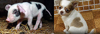 Which Heart Spots Are Cuter? Which Heart Spots Are Cuter?