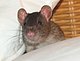 Rattenfreund Rattenfreund