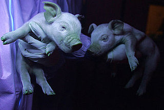 Labeling Won't Be Required For Genetically Engineered Animals Labeling Won't Be Required For Genetically Engineered Animals