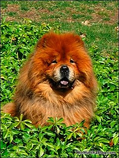 The Passing of Paw Paw: Martha's Cute Chow Chow Dies The Passing of Paw Paw: Martha's Cute Chow Chow Dies