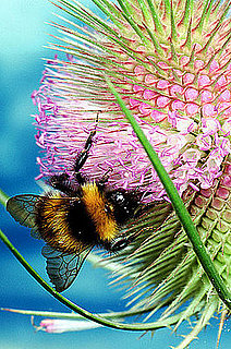 Honey Bees Disappearing, Food Supply in Danger Honey Bees Disappearing, Food Supply in Danger