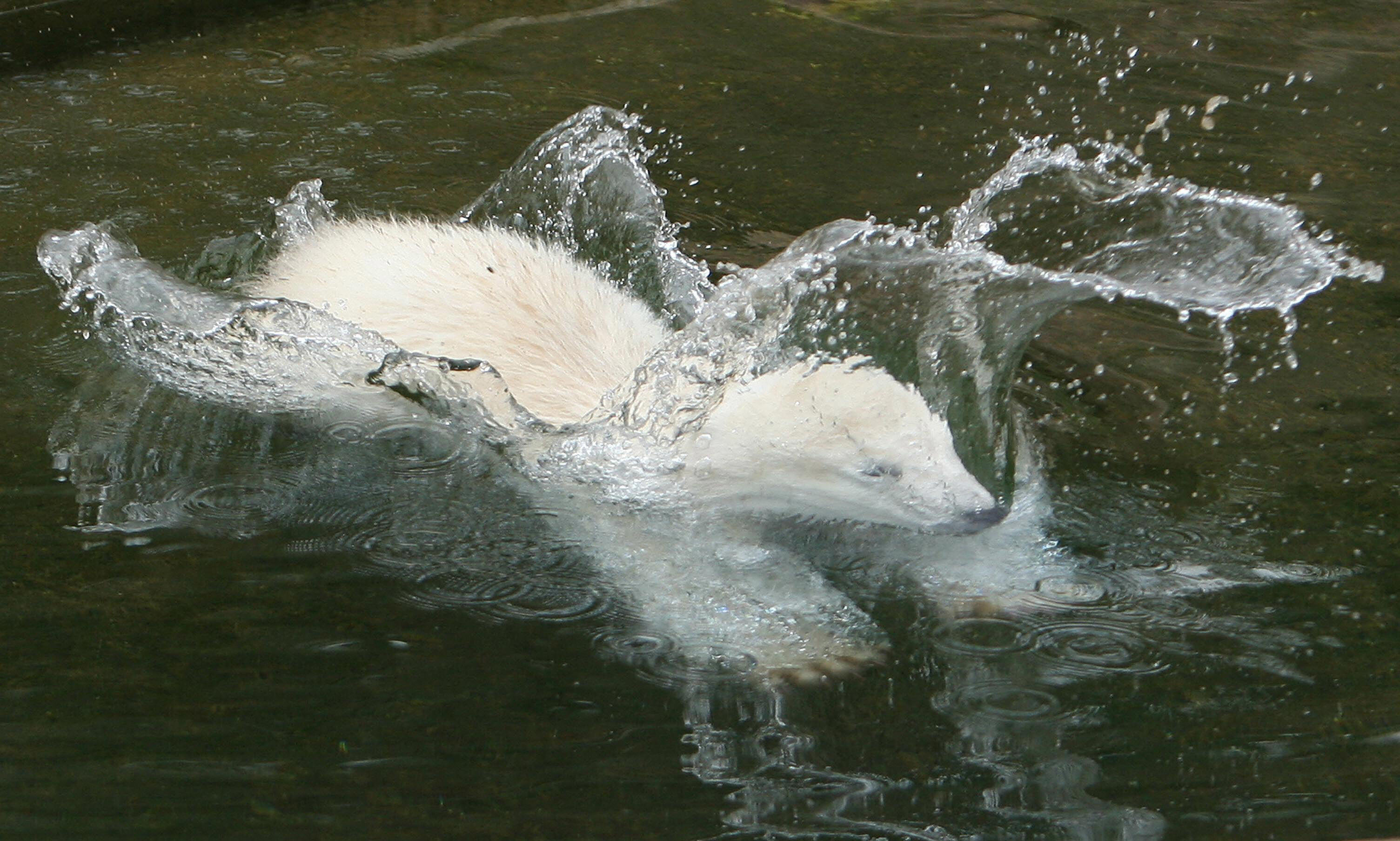 Image Image