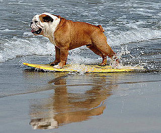 Surf's Up, Dogs! Surf's Up, Dogs!