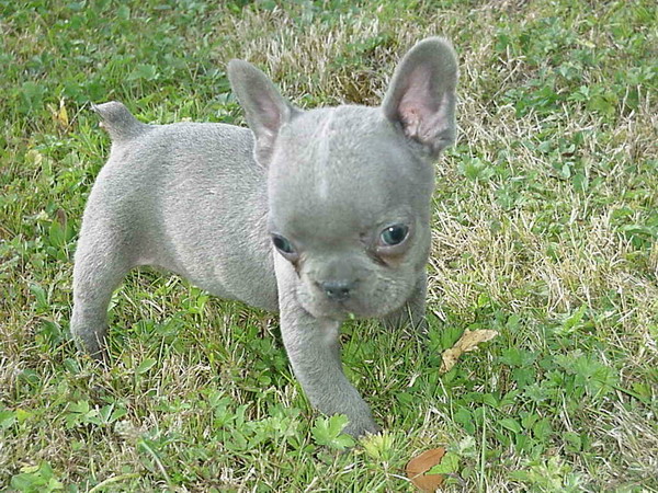 blue french bulldogs for sale