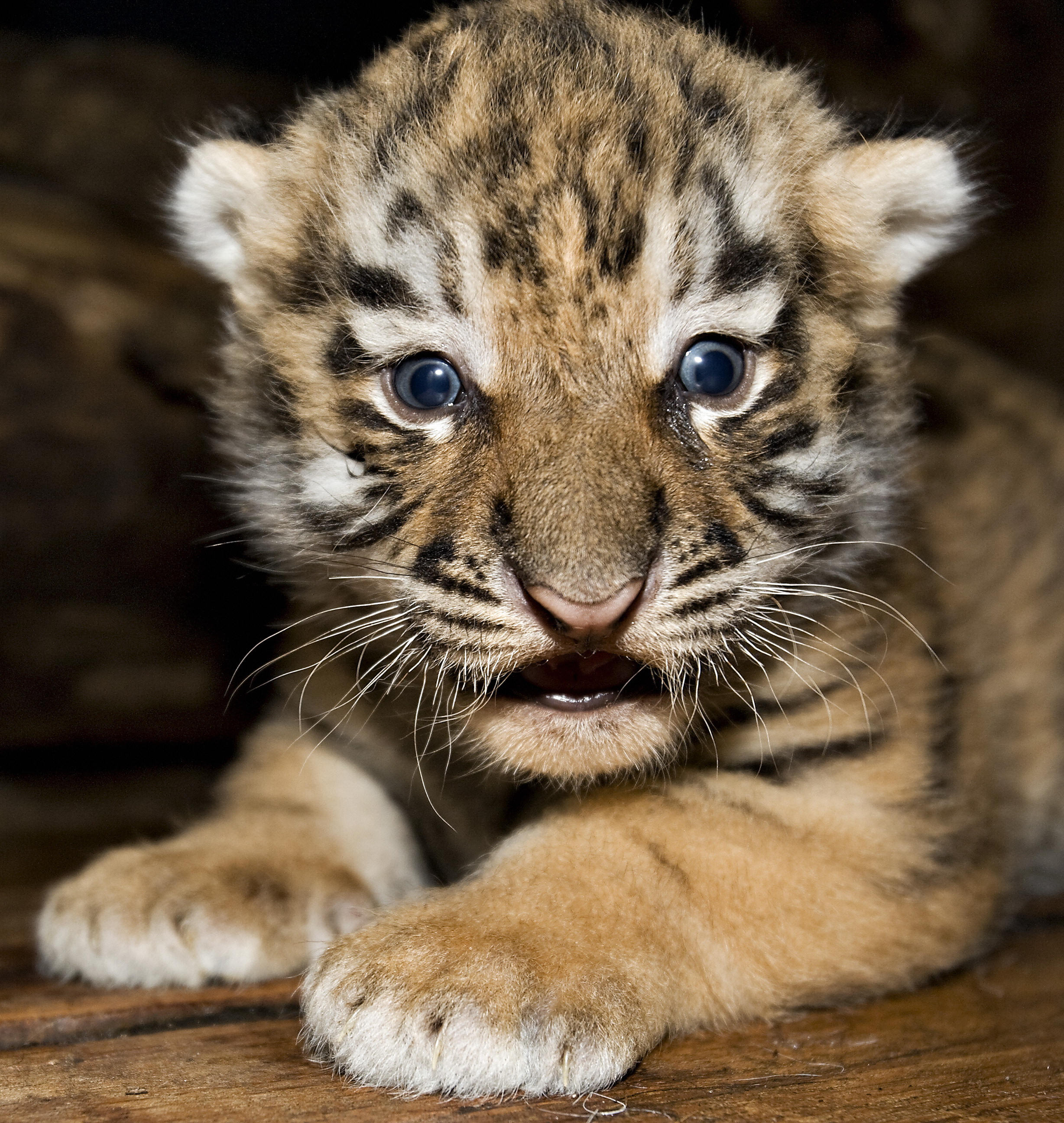 Baby Siberian Tiger Pictures
