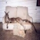 flyingroo flyingroo