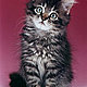 the-cat the-cat