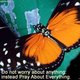 Butterflyone1 Butterflyone1