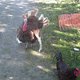 Poultry-Princess Poultry-Princess