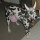nowcow1 nowcow1