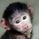 Baboon Baboon