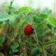 WildStrawberry WildStrawberry