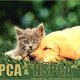 animal-lover-33 animal-lover-33