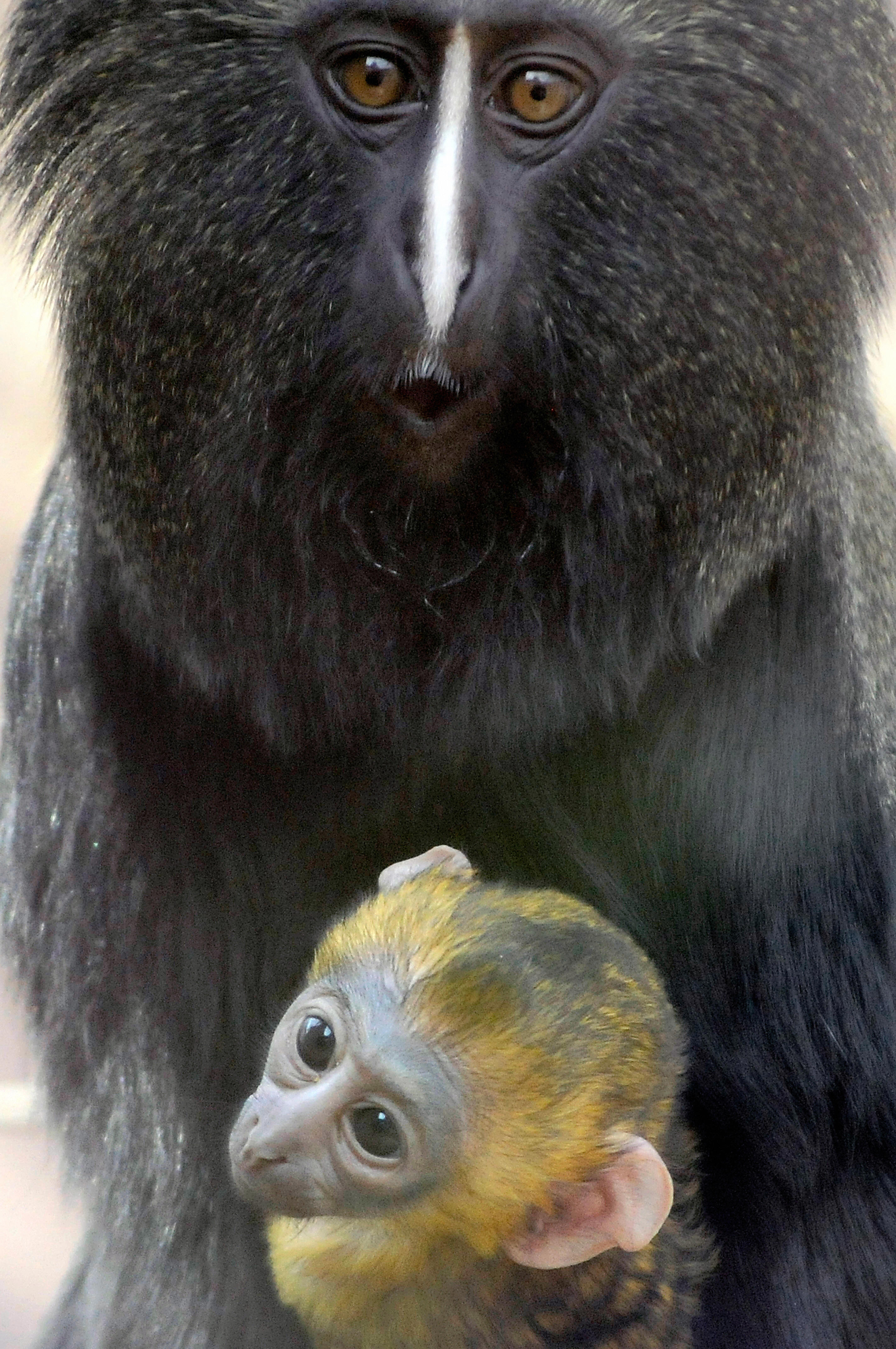 Can You Guess How the OwlFaced Monkey Got Its Name? POPSUGAR Pets