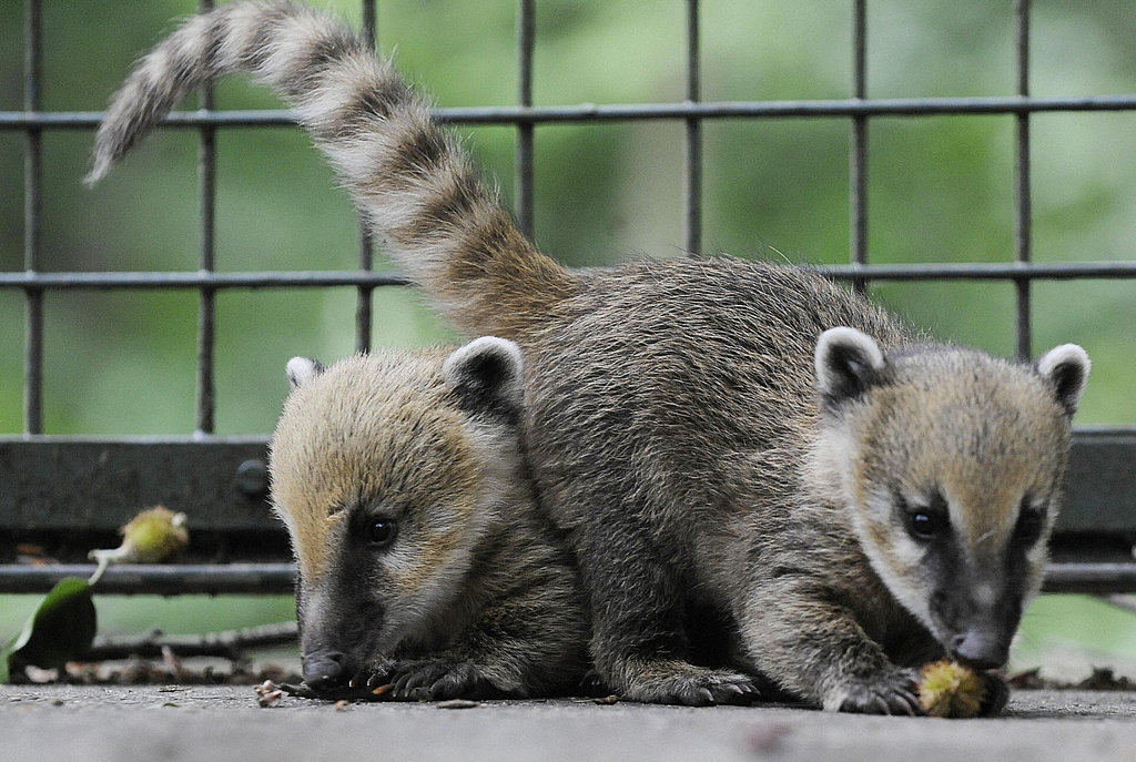 coati plush