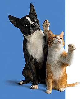 Win a Fabulous Prize For Your Pet! Win a Fabulous Prize For Your Pet!