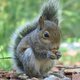 NeffableSquirrel NeffableSquirrel