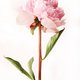 pinkpeonygirl pinkpeonygirl