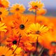 bloomsgal8 bloomsgal8