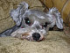 luckybelle luckybelle