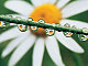 Blossom631 Blossom631