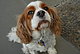 Laptopmascot Laptopmascot