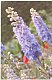 GeriAnne1932 GeriAnne1932