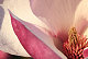 sweet_magnolia sweet_magnolia