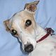 IGGY_LUVER IGGY_LUVER