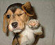 lawyerpup lawyerpup