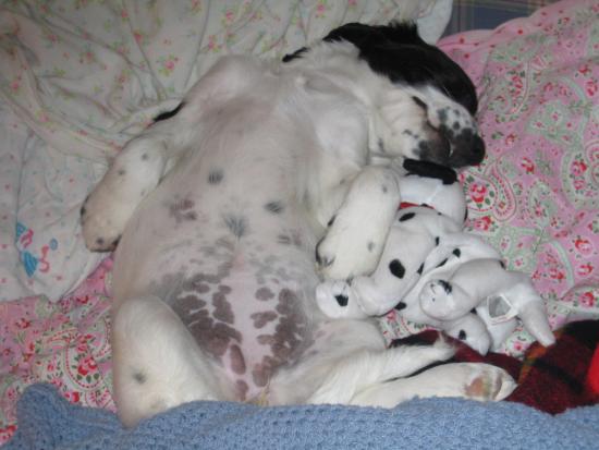 ivysleeping ivysleeping