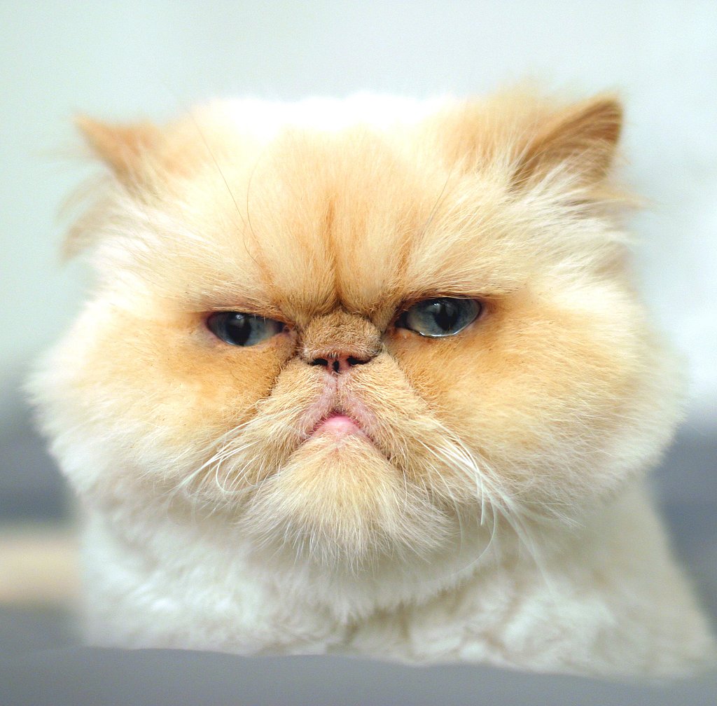 Pictures of Cats Making Judging Faces | POPSUGAR Pets