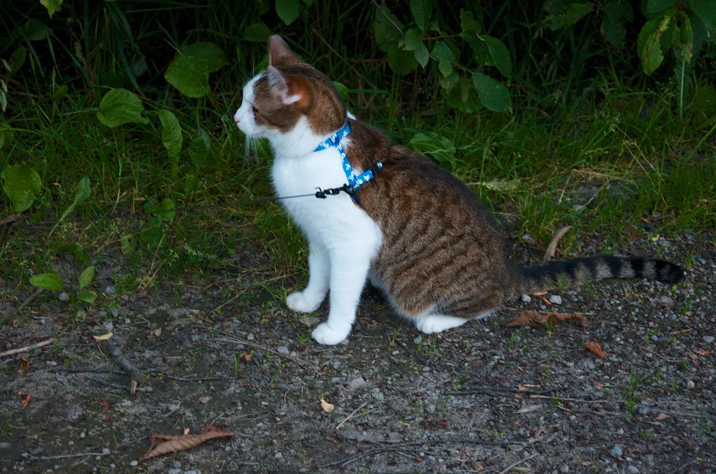 Cats on Leashes | POPSUGAR Pets