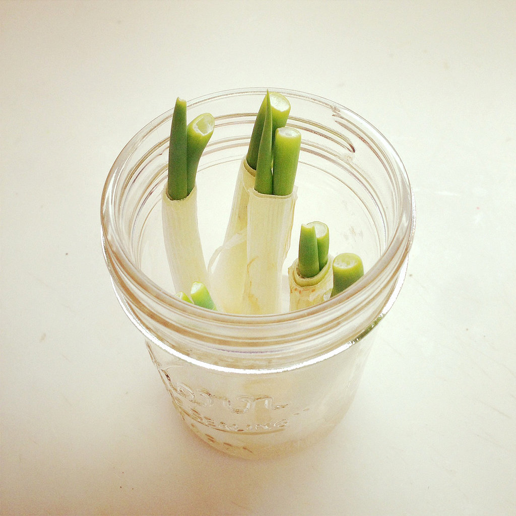 How to Regrow Green Onions POPSUGAR Smart Living