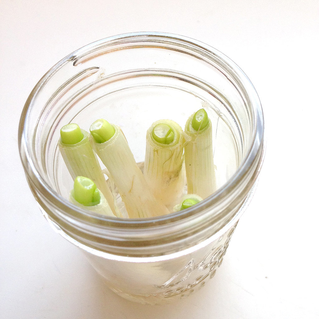 How to Regrow Green Onions POPSUGAR Smart Living