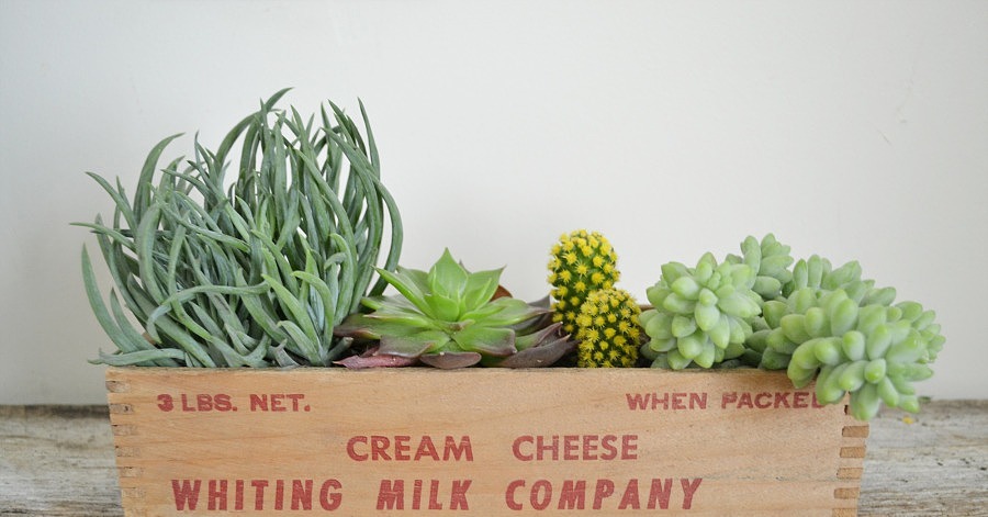 Succulent Garden | 37 DIY Home Gifts That Only Look Expensive ...