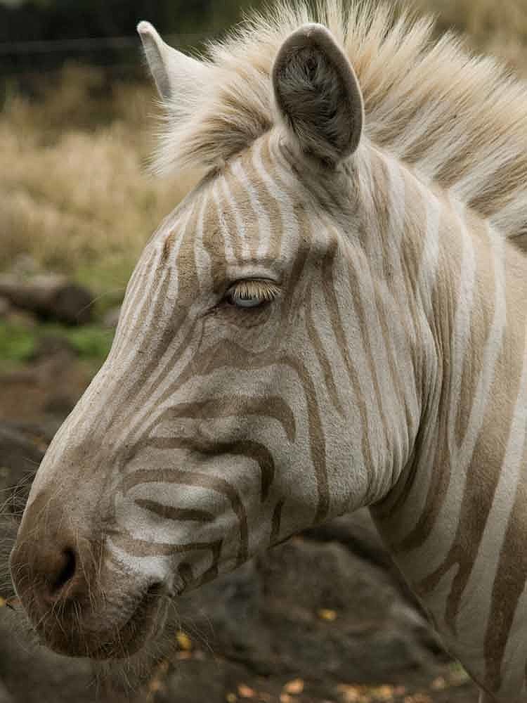 Zoe the Golden Zebra | You Must Visit These 12 Hidden Gems of Hawaii ...