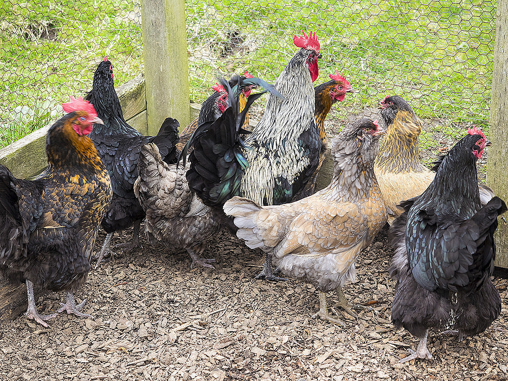 The Pros And Cons Of Backyard Chickens POPSUGAR Home