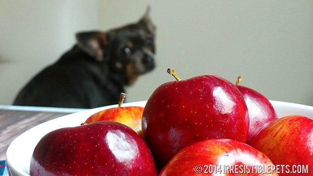 Dog best sale loves apples