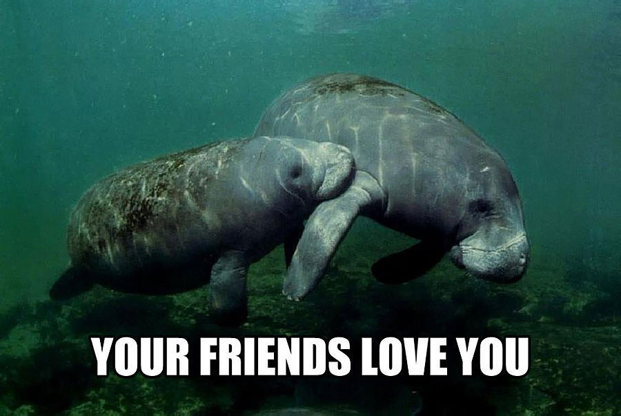 Calming Manatee Meme | POPSUGAR Australia Tech