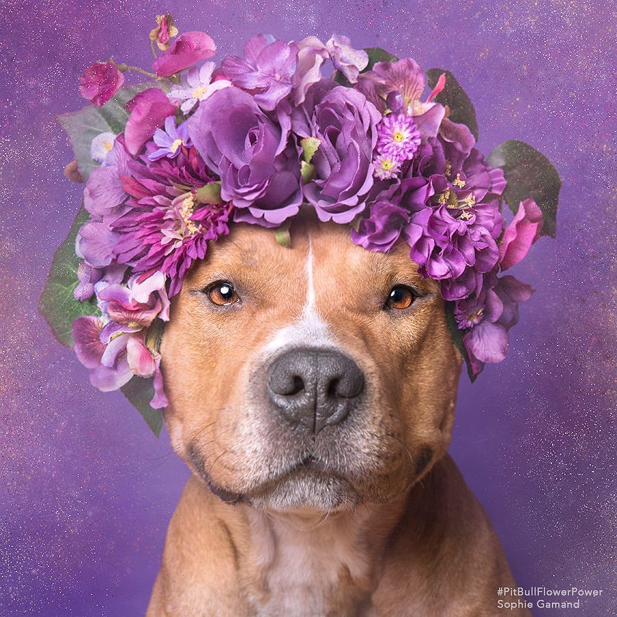 Pitt Bull Dogs Wearing Flower Crowns | POPSUGAR Beauty Australia