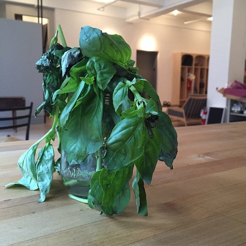 How to Bring Back Wilted Herbs POPSUGAR Food